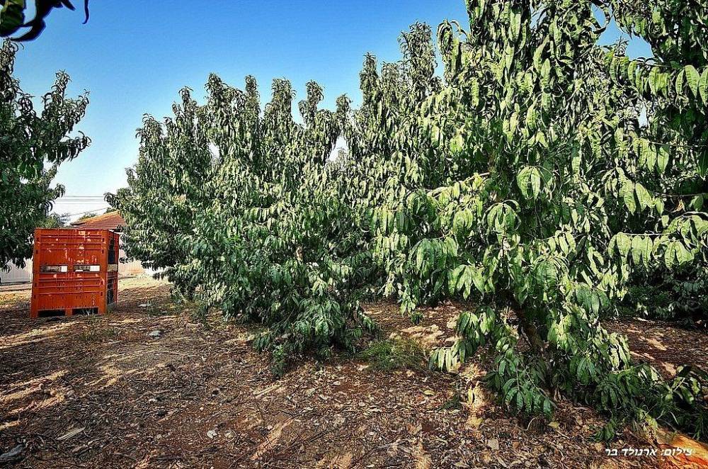 123735 מתחם חיצוני, אחוזת פנינה במטע, וילה  בצוריאל וילות - Vila 4 U