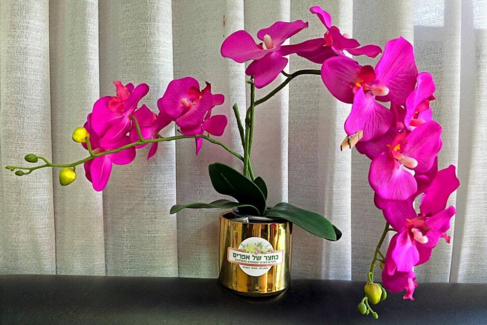 198926 בחצר של אפריים, בחצר של אפריים, וילה  במשמר השבעה וילות - Vila 4 U