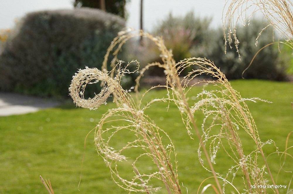 216235 סאן ריזורט - מתחם חיצוני, סאן ריזורט, וילה  באמנון וילות - Vila 4 U