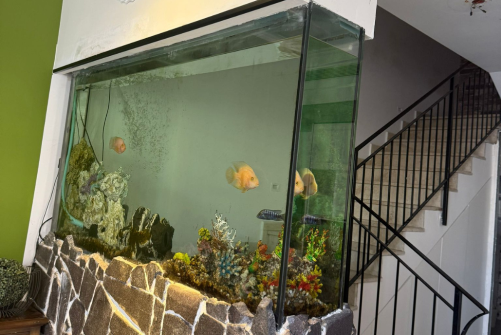 217451 גלרית פנים, סוויטת גן עדן בשרון, וילה  בכפר סבא וילות - Vila 4 U